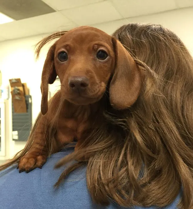 Milford Animal Hospital 9