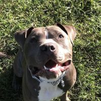 Veterinary Oncology & Referral ico