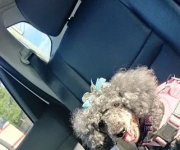 Petco Vaccination Clinic