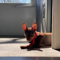 Seven Hills Pet Clinic ico
