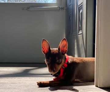 Seven Hills Pet Clinic