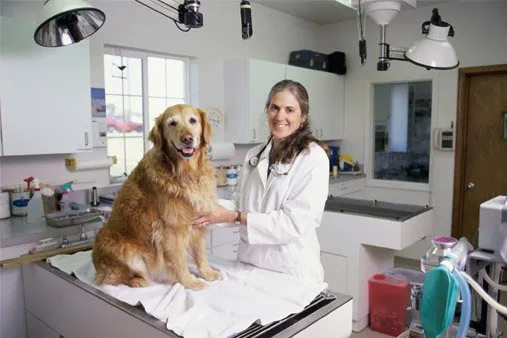 Meadows Animal Hospital 1