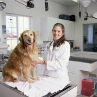 Meadows Animal Hospital ico