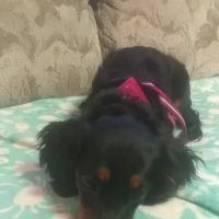 Perry Veterinary Clinic ico