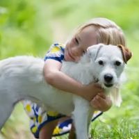 Davis Veterinary Service ico