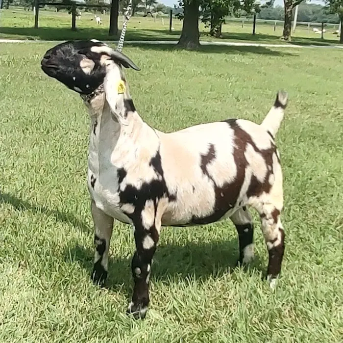StockVets LLC 12