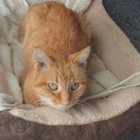 Beecher Veterinary Clinic ico