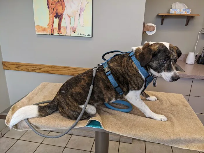 Peotone Animal Hospital 12