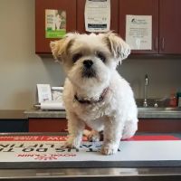 South Creek Animal Hospital ico