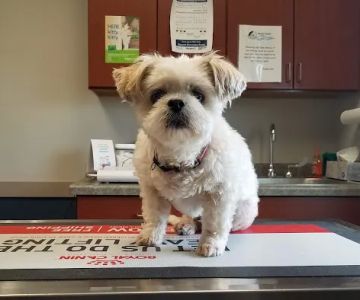 South Creek Animal Hospital