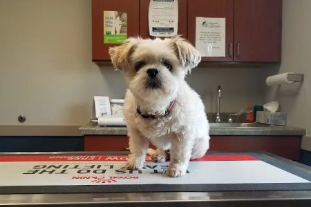 South Creek Animal Hospital
