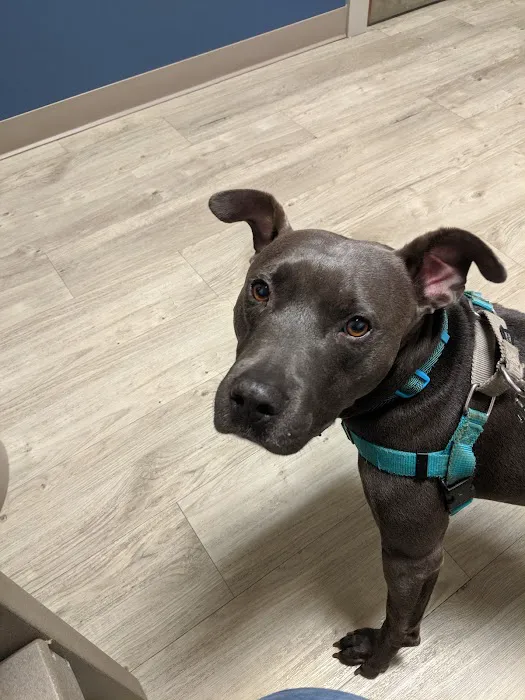 South Creek Animal Hospital 3
