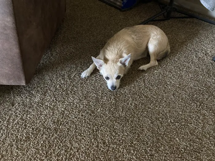 Bradley Animal Hospital 12