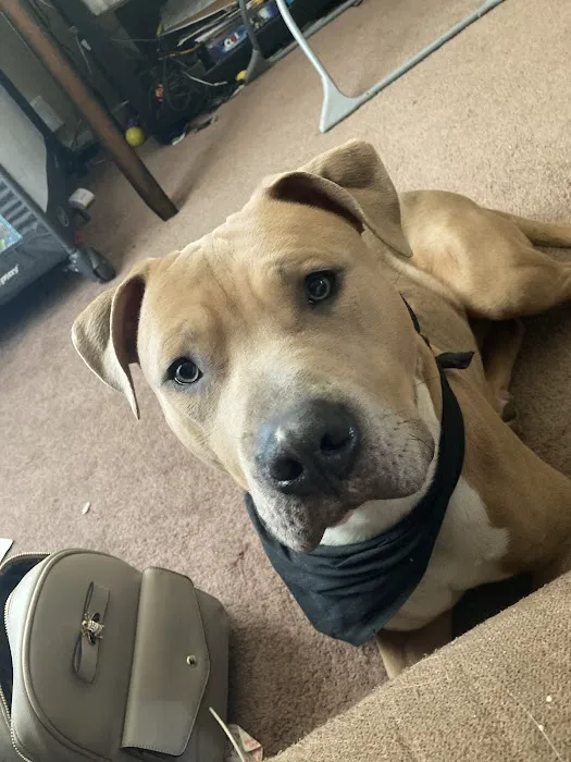 Bradley Animal Hospital 12