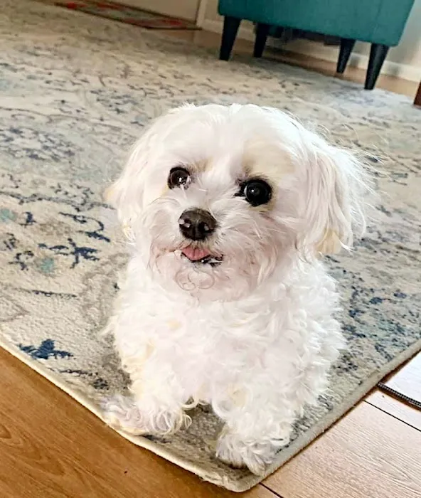 Grand Prairie Animal Hospital 1