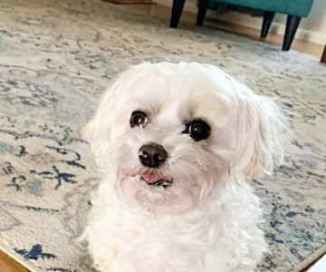 Grand Prairie Animal Hospital