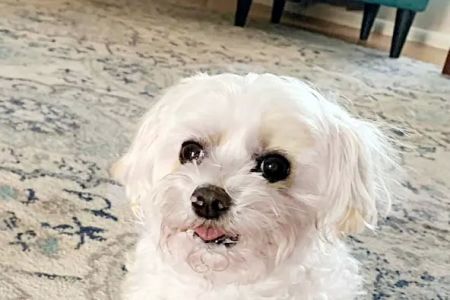 Grand Prairie Animal Hospital