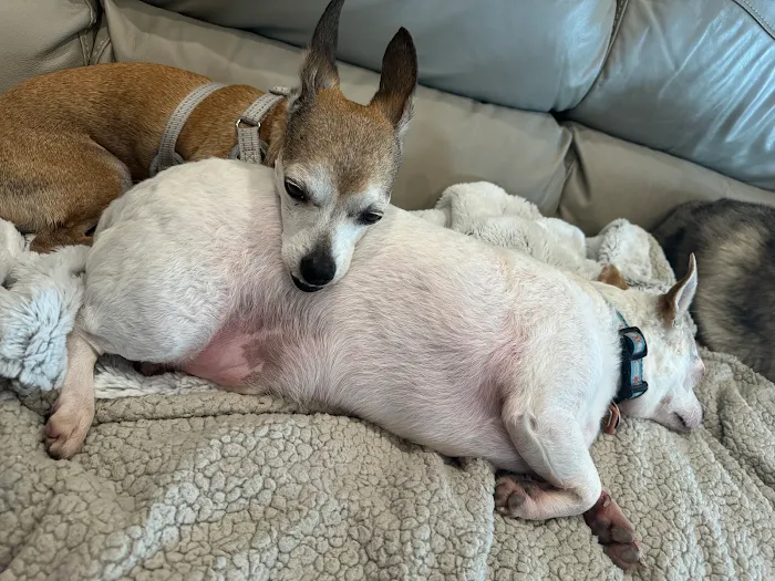Grand Prairie Animal Hospital 6