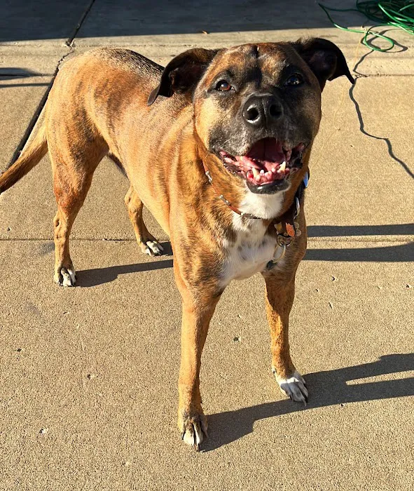 Grand Prairie Animal Hospital 7