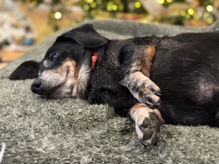 Grand Prairie Animal Hospital 10