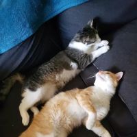 Premier Paws ico