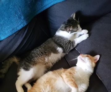 Premier Paws