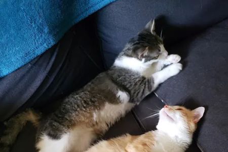 Premier Paws