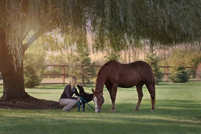 Premier Equine Veterinary Service, LLC 2