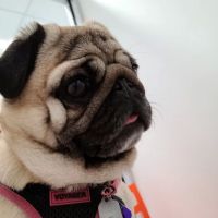 Sondel Family Veterinary Clinic ico