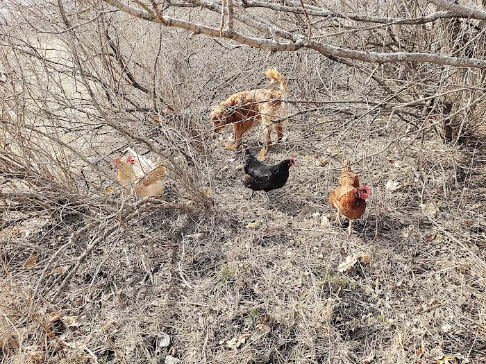 Countryside Animal Clinic 12