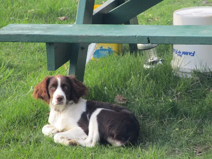 Countryside Animal Clinic 12