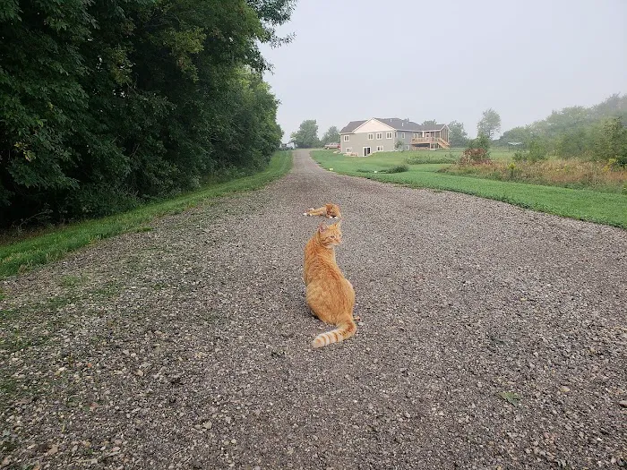 Countryside Animal Clinic 12