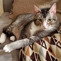 Animal Hospital At Hillshore ico