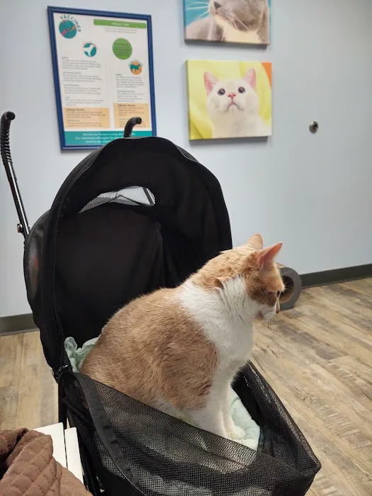 Spring Harbor Animal Hospital 12