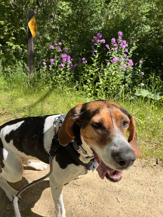 Spring Harbor Animal Hospital 12