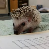 Animal Hospital of Sun Prairie ico