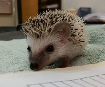Animal Hospital of Sun Prairie