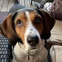 Fitchburg Veterinary Hospital ico