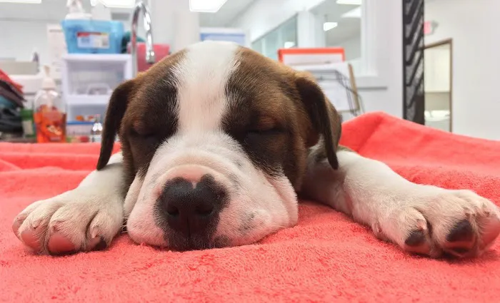Precision Veterinary 12