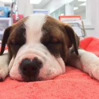 Precision Veterinary ico