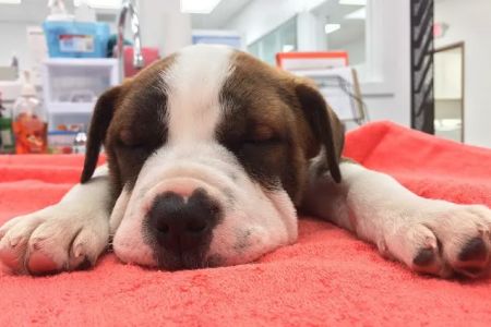 Precision Veterinary