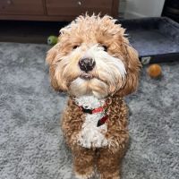Avery Animal Hospital: Fletcher A North DVM ico