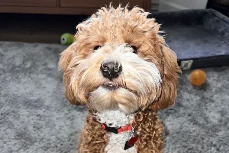 Avery Animal Hospital: Fletcher A North DVM