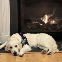 Avery Animal Hospital ico