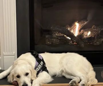 Avery Animal Hospital