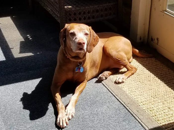 Avery Animal Hospital 12