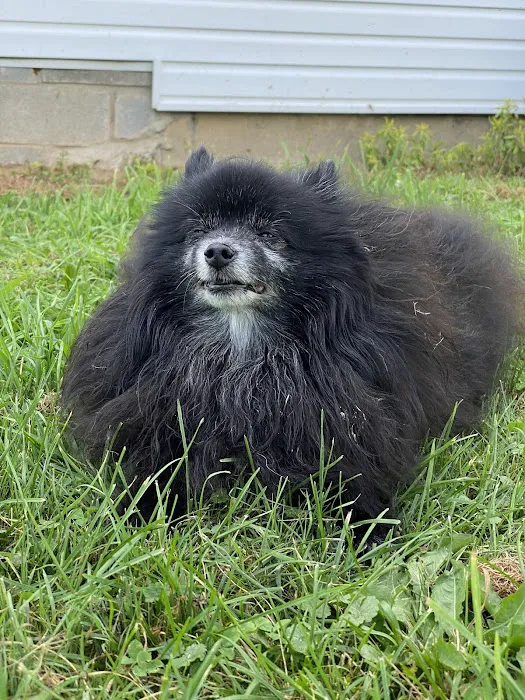 East Hilliard Veterinary Services: Klein Thomas DVM 12