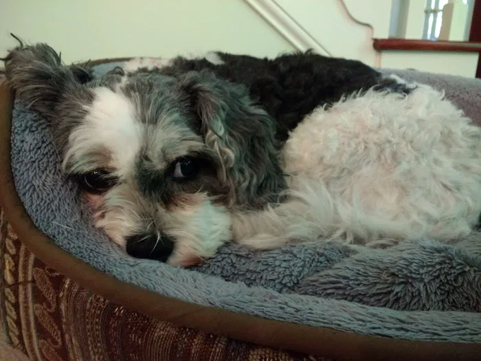 East Hilliard Veterinary Services: Klein Thomas DVM 12
