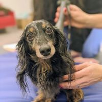 East Hilliard Veterinary Services ico