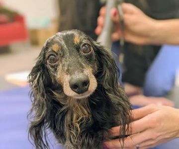 East Hilliard Veterinary Services